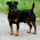 Black Jack Russell Terrier: características de apariencia y reglas de contenido