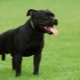Musta Staffordshiren terrieri: miten etsiä ja miten häntä hoitaa?