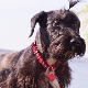 Tjeckiska Terrier: ras egenskaper, karaktär, hårklipp och innehåll