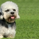 Dandie Dinmont Terrier: คุณสมบัติสายพันธุ์และเคล็ดลับการดูแลสุนัข