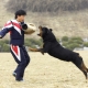 Rottweiler entrenando en casa