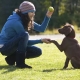 Trainingspuppies en volwassen honden: functies en basisopdrachten