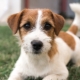 Jack Russell Terrier Broken: características como la lana, los perros de aseo