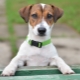 Jack Russell Terrier: breed description, character, standards and content