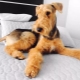 Airedale Terrier: description, content and popular nicknames
