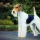 Fox Terrier: regras de conteúdo e uma variedade de apelidos