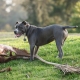 Races de chiens à poil lisse: description et nuances de soin