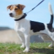 Sima Jack Russell Terrier: megjelenés, természet és ápolási szabályok