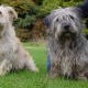 Glen of Imaal Terrier: description of the Irish breed and care for dogs