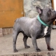 Blue French Bulldog: how it looks and how to care for it?