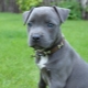 Blue Staffordshire Terrier: how it looks and how to care for it?