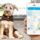 GPS nyomkövetők kutyák számára: miért van szükség és hogyan kell őket kiválasztani?