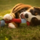 צעצועים לכלבים: סוגים ובחירות