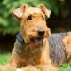 Irish Terrier: variëteit, zorgregels en voeding