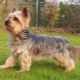 The history of the origin of the breed Yorkshire Terrier