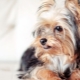 Yorkshire Terriers: rase standarder, karakter, varianter og innhold