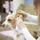 Hogyan tisztítsuk meg a kutyák fülét otthon?