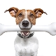 Hvordan og hva å mate Jack Russell Terrier?