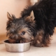 How and what to feed the Yorkshire terriers?