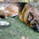 How and what to feed a German shepherd?