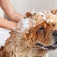 كيفية غسل الكلب؟