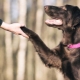 How to teach a dog to give a paw?