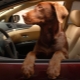 Hoe een hond in een auto te vervoeren?