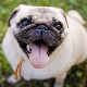 How to pick a muzzle for a pug?