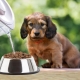 Kaip mirkyti sausą maistą šuniukams?