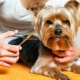 How to care for a Yorkshire terrier?