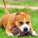Como educar e treinar um Staffordshire Terrier?