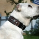 Hoe kies je een halsband voor honden van groot ras?