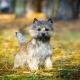 Cairn Terrier: خصائص السلالة والمحتوى واختيار الأسماء المستعارة