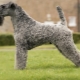 Kerry Blue Terrier: fajta leírása, hajvágás és tartalom