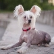 Chinese Crested Dog: beschrijving en details van de inhoud