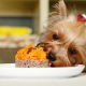 ฟีดสำหรับสุนัขพันธุ์ยอร์กเชียร์: ประเภททางเลือกและมาตรฐานอาหาร