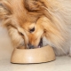 Koiranruoka: luokitus ja valintaperusteet