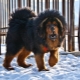 Nagy kutyafajták: közös jellemzők, minősítés, kiválasztás és ápolás