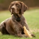 Kurzhaar: En beskrivelse av utseendet og karakteren av hunder, deres innhold