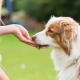 Behandler til hunde: arter, de bedste producenter og valgmuligheder