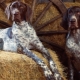 Wijzende honden: soortomschrijving en geheimen van inhoud