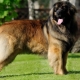 Leonberger: характеристики на породата и правила за кучетата