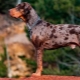 Leopard catahula câine: descriere, avantaje și dezavantaje, temperament, reguli de îngrijire