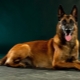 Malinois: description of the breed, nature and cultivation