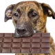 هل يمكن إعطاء الكلاب الحلويات ولماذا يحبونها؟