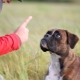 Är det möjligt att straffa en hund och hur man gör det korrekt?