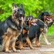 سلالات الكلاب الألمانية