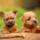 Norfolk Terrier: rase egenskaper og regler for omsorg