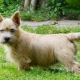 Norwich Terrier: характеристики на породата и тайните на съдържанието му