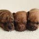 Pasgeboren puppy's: kenmerken van ontwikkeling, geslachtsbepaling en zorgnuances